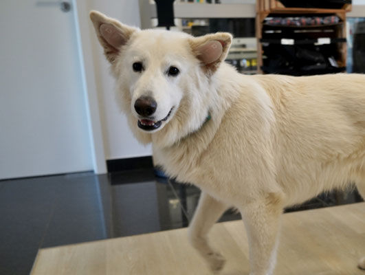 Hund mit 3D Orthesen für beiden Ohren. Somit bleiben die Ohren stehen und können innen besser belüftet werden.