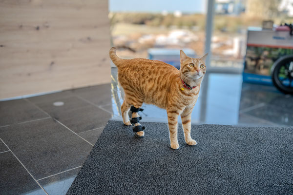 Katze mit einer Orthese für das rechte Sprunggelenk 