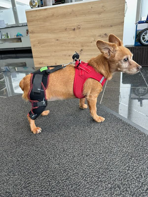Hund mit Kniebandagen