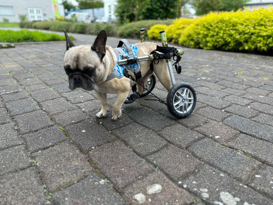 Hund in einem Hunderollstuhl