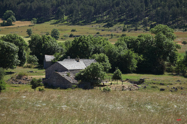 Dans l'Aigoual