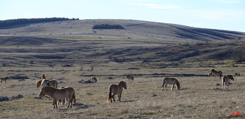 Chevaux de Prjevalski, Méjean