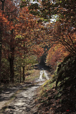 Forêt de l'Aigoual