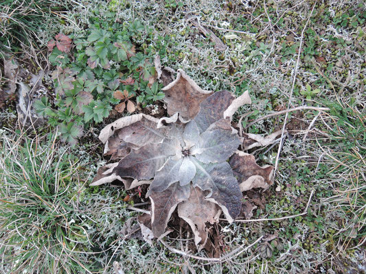 Plante sur le Causse de Sorrèze.