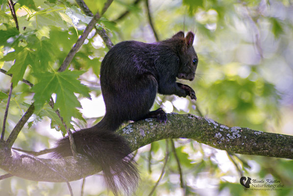 Eichhörnchen [Sciurus vulgaris]