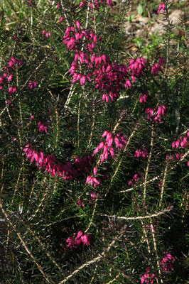 Erica carnea (rotblühende Heide)