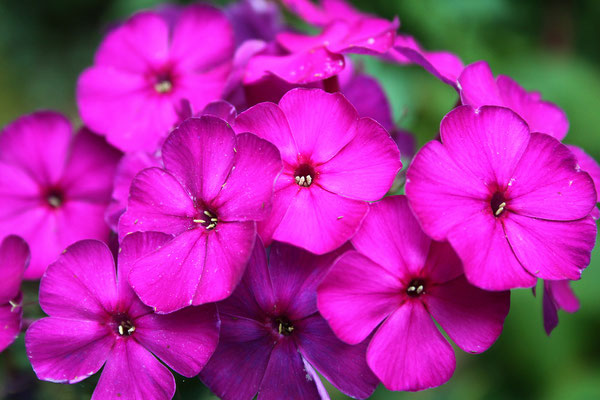 Phlox paniculata ‚Star Fire’(Flammenblume)