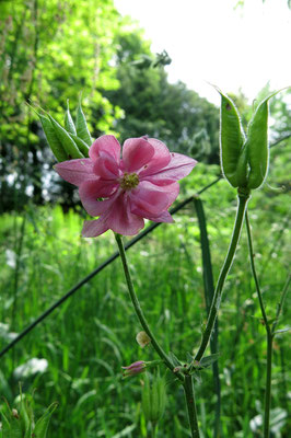 Aquilegia (Akelei)