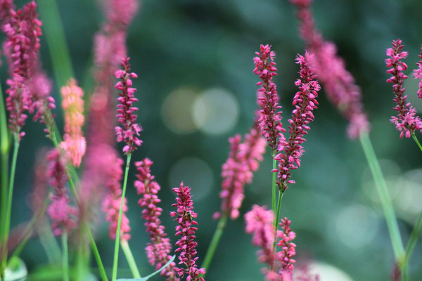 Persicaria amplexicaulis 'Rubrum' (Staudenknöterich)