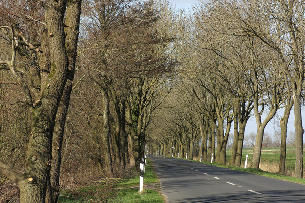 Eschenallee in Backemoor, Ledastraße. Länge: 860m, Alleentyp: einfach (zweireihige Allee), Erscheinungsbild: homogen, Hauptbaumart: Gewöhnliche Esche, Alter der Bäume: 30 - 60 Jahre.