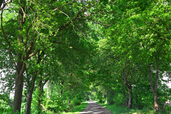 Allee Schwedische Mehlbeere in Harkebrügge, Uhlenbergstraße. Länge: 550m, Alleentyp: einfach (zweireihige Allee), Erscheinungsbild: heterogen, Hauptbaumart: Schwedische Mehlbeere, Alter der Bäume: 30 - 60 Jahre.