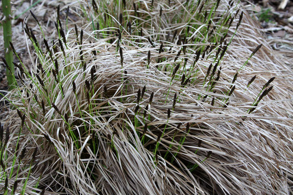 Carex montana  (Berg-Segge)