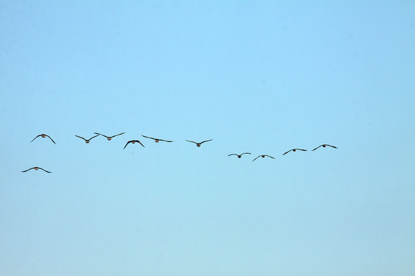 Kiekkaaste, Vogelflug