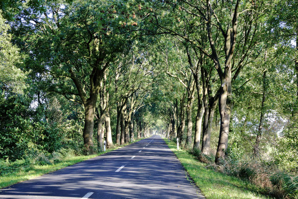 Eschenallee in Backemoor, Ledastraße. Länge: 860m, Alleentyp: einfach (zweireihige Allee), Erscheinungsbild: homogen, Hauptbaumart: Gewöhnliche Esche, Alter der Bäume: 30 - 60 Jahre.