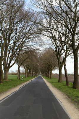 Allee Schwedische Mehlbeere in Breddenberg, Am Koopmannsberg.