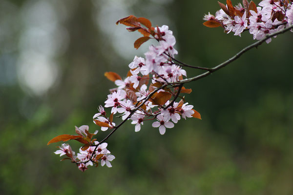 Prunus cerasifera 'Nigra' (Blutpflaume)