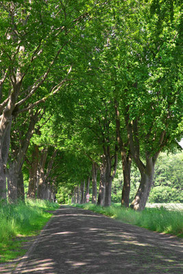 Buchenallee in Ocholt, Karlshofer Straße.