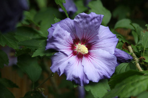 Hibiscus syriacus 'Blue Bird' (Garten-Eibisch)