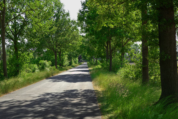 Eichenallee in Ocholt, Karlshofer Straße. Länge: 480m, Alleentyp: einfach (zweireihige Allee), Erscheinungsbild: homogen, Hauptbaumart: Rot-Eiche, Alter der Bäume: <30 Jahre.