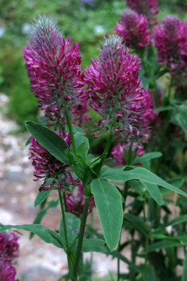 Trifolium rubrum (Klee)