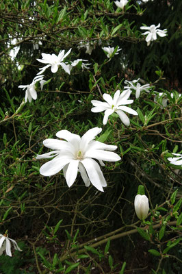 Magnolia stellata (Sternmagnolie)