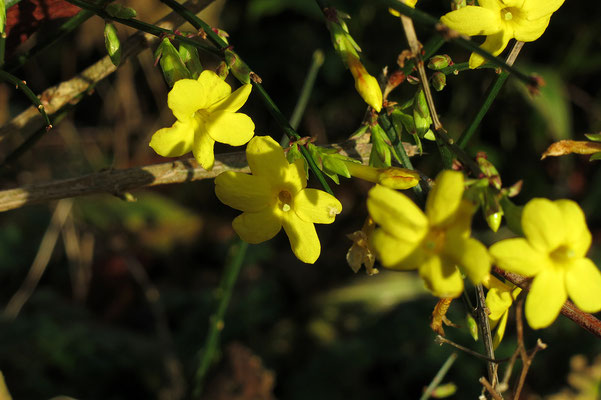 Jasminum nudiflorum (Winterjasmin)