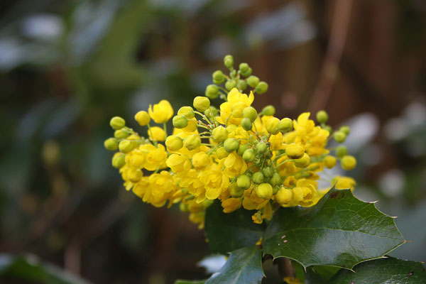 Mahonia aquifolium (Gewöhnliche Mahonie)