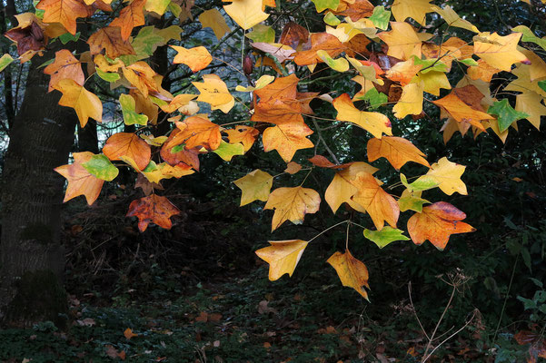 ´Liriodendron tulipifera´ (Tulpenbaum)