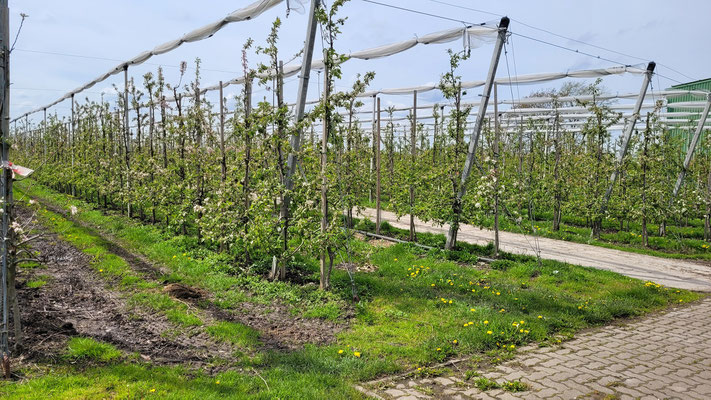 Obstplantagen