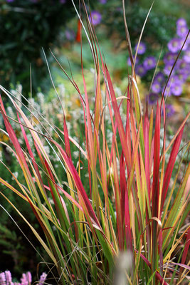 Imperata cylindrica 'Red Baron'  (Japanisches Blutgras)