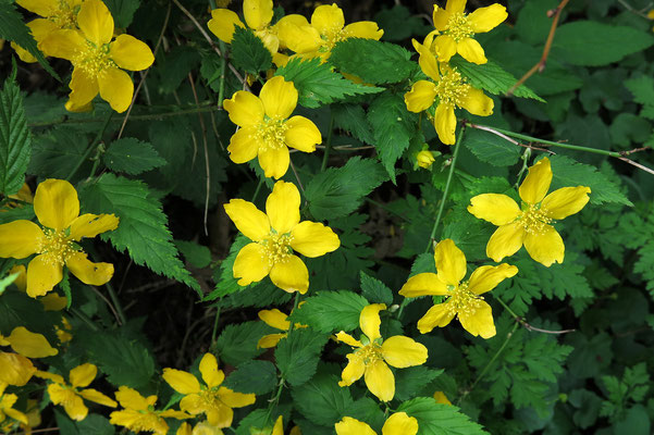  Kerria japonica (Einfach blühender Ranunkelstrauch)