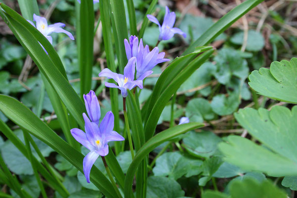 Chionodoxa forbesii 'Blue Giant' (Schneeglanz)