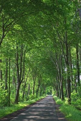 Erlenallee in Harkebrügge, Erlenstraße.