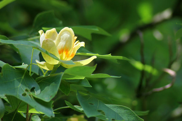 Liriodendron tulipifera, Tulpenbaum