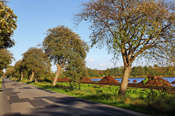 Allee Schwedische Mehlbeere in Surwold, Esterweger Straße.