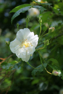 Rosa 'Bobby James'