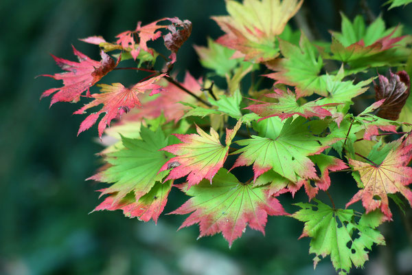 Acer shirasawanum 'Aureum'  (Japanischer Gold-Ahorn)