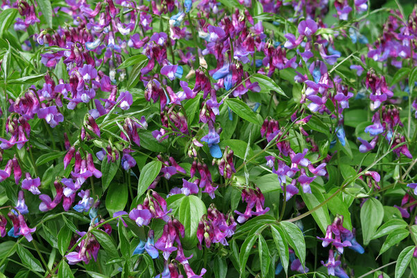 Lathyrus vernus (Frühlings-Platterbse)