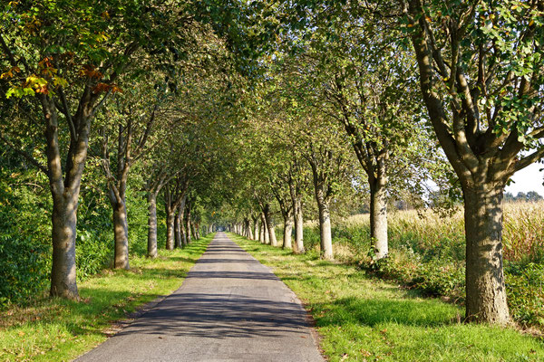 Allee Schwedische Mehlbeere in Fehndorf, Schleusenweg. Länge: 1.500m, Alleentyp: einfach (zweireihige Allee), Erscheinungsbild: homogen, Hauptbaumart: Schwedische Mehlbeere, Alter der Bäume: 30 - 60 Jahre.