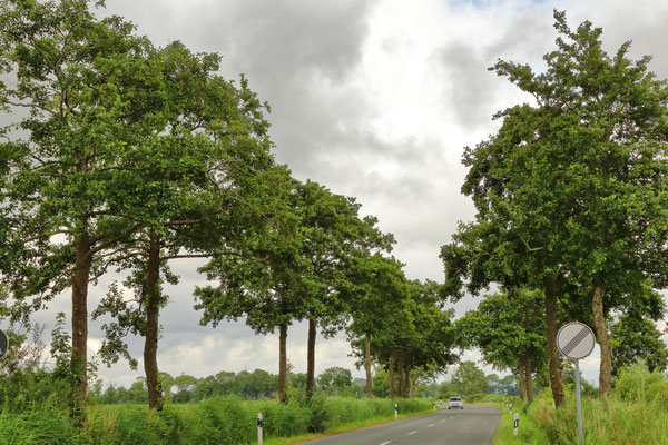 Erlenallee in Wiarden-Hohenkirchen, Wanger Straße. Länge: 675m, Alleentyp: einfach (zweireihige Allee), Erscheinungsbild: heterogen, Hauptbaumart: Schwarz-Erle, Alter der Bäume: 30 - 60 Jahre.