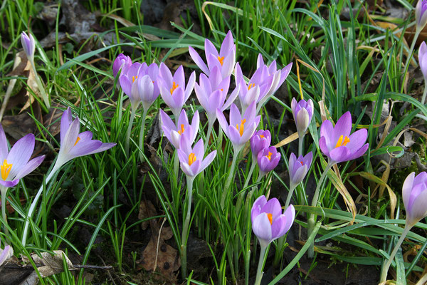 Crocus tommasinianus (Elfenkrokus)