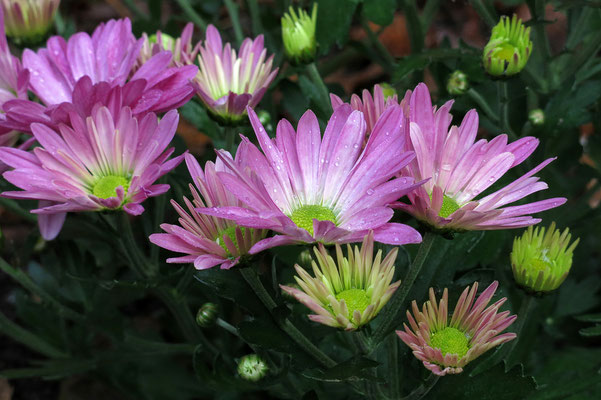 Chrysanthemen