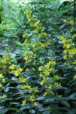 Lysimachia vulgaris (Gemeiner Gilbweiderich)