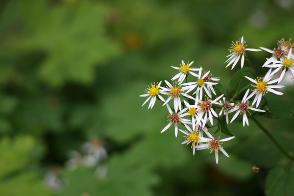 Aster divaricatus (Wildaster)