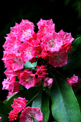 Kalmia angustifolia 'Rubra' (Lorbeerroeschen)