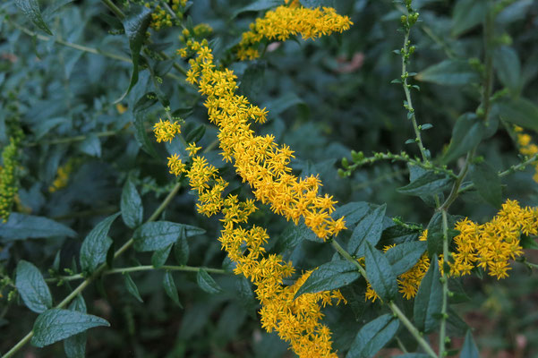 Solidago rugosa 'Fireworks' (Goldrute)