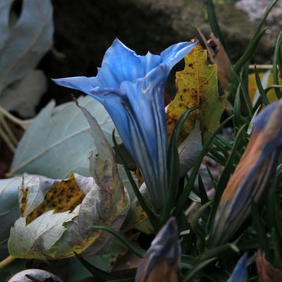 Gentiana sino-ornata (Enzian)