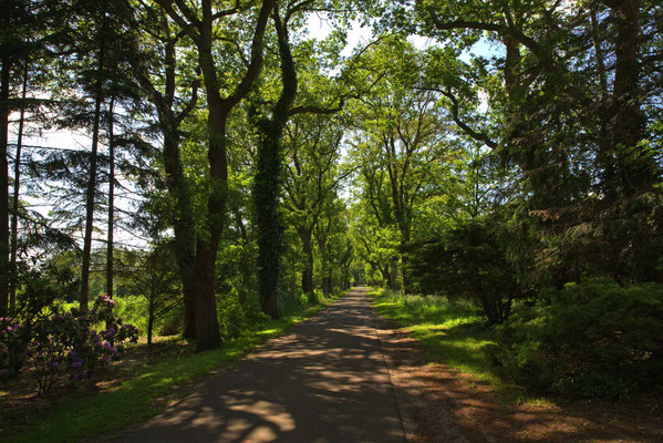 Eichenallee in Klauhörn, Eichenstraße. Länge: 830m, Alleentyp: einfach (zweireihige Allee), Erscheinungsbild: homogen, Hauptbaumart: Stiel-Eiche, Alter der Bäume: 30 - 60 Jahre.