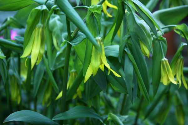 Uvularia grandiflora (Trauerglocke)