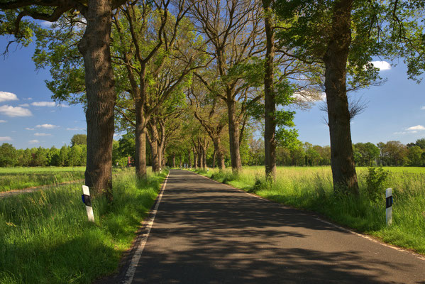 Eichenallee in Ihorst, K 117. Länge, 430m, Alleentyp: einfach (zweireihige Allee), Erscheinungsbild: homogen, Hauptbaumart: Stiel-Eiche, Alter der Bäume: 30 - 60 Jahre.